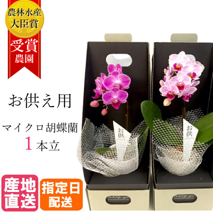 楽天市場 お供え 花 マイクロ 胡蝶蘭 １本立 2 5号 2waybox入り ピンク 葬式の花 葬儀の花 お供え花 お悔やみ仏花 献花 供花 通夜 葬儀 告別式 法要 仏事 仏壇 命日 法事 献花 Tokyo Small Gift