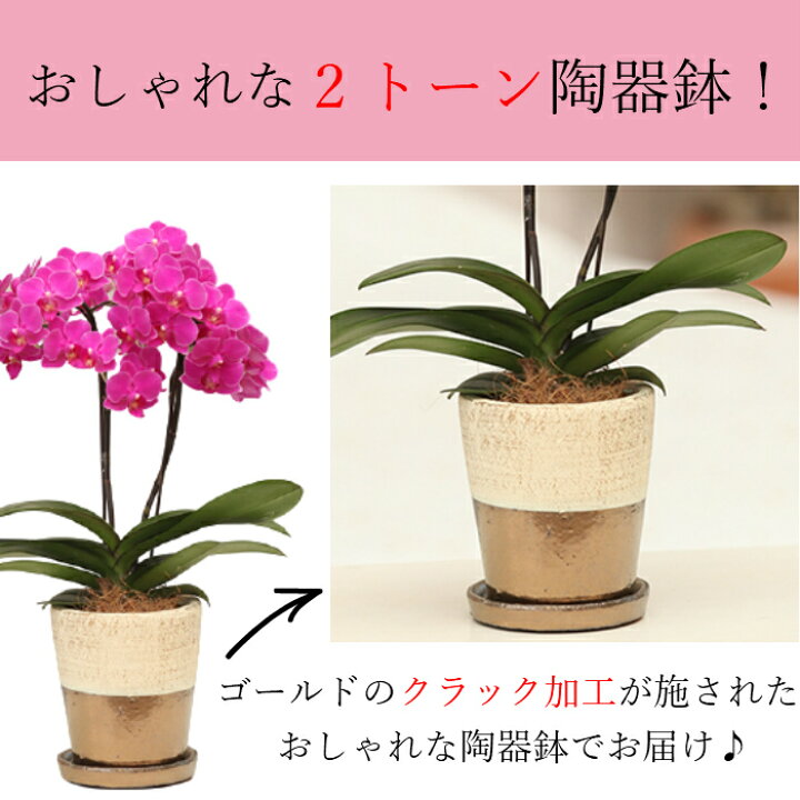 お中元 早割 鉢植え ミディ ギフト 夏ギフト 胡蝶蘭 室内 プレゼント 傘寿 ピンク 花 ゴールドクラック鉢 4号 2本立