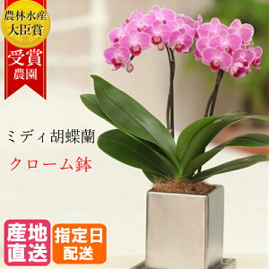 生花 胡蝶蘭 鉢植えの人気商品 通販 価格比較 価格 Com 生花 胡蝶蘭 鉢植えの人気商品 通販 価格比較 価格 Com