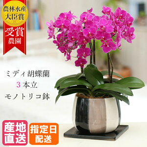 鉢植え 生花の人気商品 通販 価格比較 価格 Com