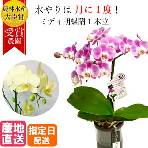 ミディ 胡蝶蘭 1本立 タンブラー ポット 4号 ピンク イエロー 黄色 傘寿 米寿 / 花 鉢植え フラワー ギフト プレゼント 花鉢 お花 ミニ胡蝶蘭 ミディ胡蝶蘭 ミニ 小 かわいい お祝い お供え お