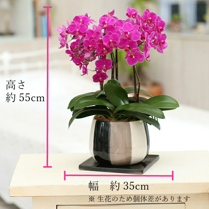 楽天市場 ミディ 胡蝶蘭 3本立 モノトリコ鉢 5 5号 ピンク 花 鉢植え ギフト プレゼント 胡蝶蘭 マイクロ 胡蝶蘭 花鉢 お花 送料無料 ミニ胡蝶蘭 ミディ胡蝶蘭 ミニ 小 誕生日 贈り物 母 義母 Tokyo Small Gift