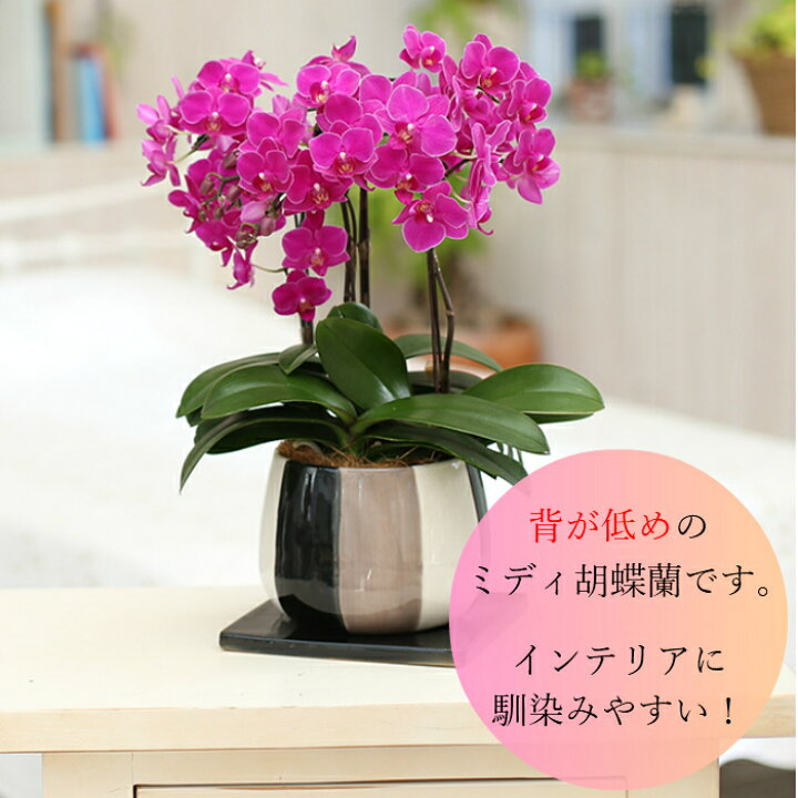 楽天市場 ミディ 胡蝶蘭 3本立 モノトリコ鉢 5 5号 ピンク 花 鉢植え ギフト プレゼント 胡蝶蘭 マイクロ 胡蝶蘭 花鉢 ラン お花 送料無料 ミニ胡蝶蘭 ミディ胡蝶蘭 ミニ 小 小さい 誕生日 贈り物 母 義母 Tokyo Small Gift