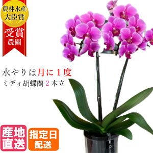 ~fB Ӓ 2{ ^u[ |bg4 sN /  v[g Mtg ~jӒ ~fBӒ j A t[ av[g ~jӒ ~fBӒ LO   c 