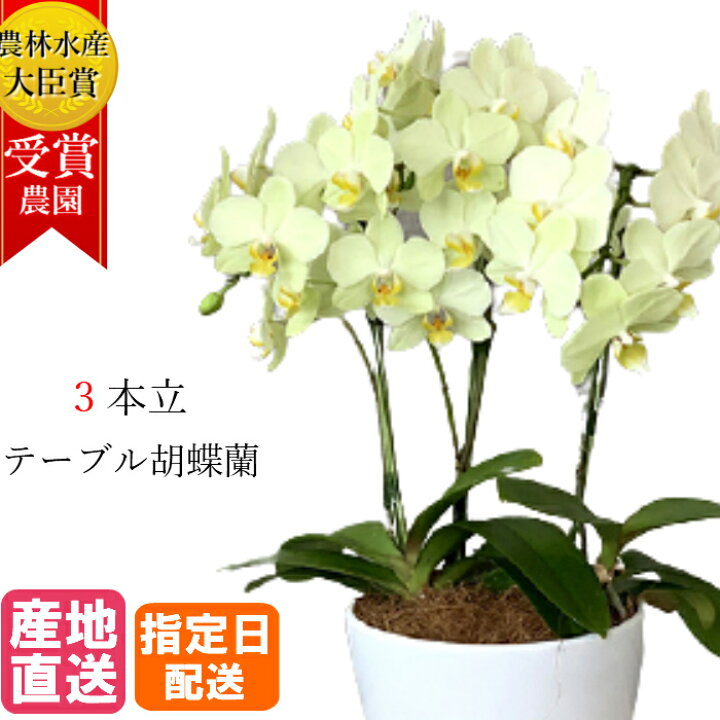 楽天市場 テーブル 胡蝶蘭 5号 3本立 イエロー 黄色 傘寿 米寿 花 プレゼント お祝い 祝い 鉢花 鉢植え フラワー 誕生日プレゼント ギフト 記念日 女性 母 祖母 新築祝い 室内 プレゼント 生花 開店祝い Tokyo Small Gift