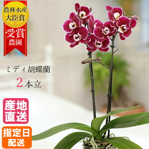 鉢植え ギフト おしゃれ 生花の人気商品 通販 価格比較 価格 Com
