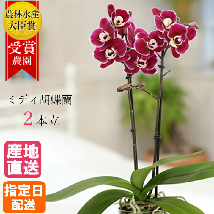 楽天市場 ミディ 胡蝶蘭 2本立 ダブル In Your Room ボルドー 紫 紫色 プラスチックポット 花 鉢植え ギフト プレゼント お祝い 花鉢 お花 送料無料 ミニ胡蝶蘭 ミディ胡蝶蘭 チャチャ チャーリー ドルチェ 誕生日 記念日 還暦 古希 喜寿 母 女性 男性