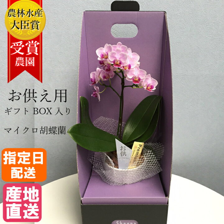 楽天市場 お供え 花 マイクロ 胡蝶蘭 1本立 3号 2way Box入り ピンク 葬式の花 葬儀の花 お供え花 お悔やみ仏花 献花 供花 通夜 葬儀 告別式 法要 仏事 仏壇 命日 法事 献花 Tokyo Small Gift
