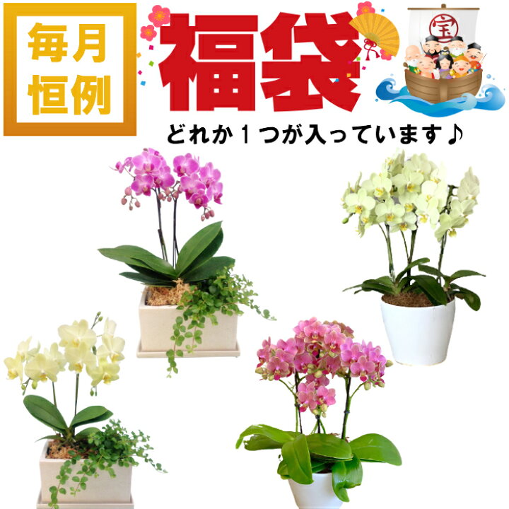 楽天市場 福袋 予約 12 14より順次発送 シクラメンの福袋 5号鉢 中身が分かる 花 鉢植え ギフト プレゼント 花鉢 鉢花 生花 お花 花の福袋 ピンク 誕生日 開店祝い 開業祝い 移転祝い 還暦 Tokyo Small Gift