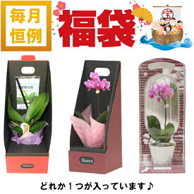 楽天市場 花 苗 プレゼントの通販