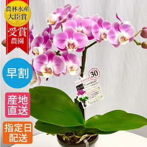鉢花 室内の人気商品 通販 価格比較 価格 Com