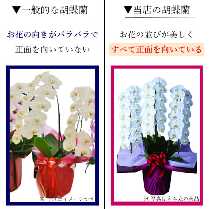 楽天市場】胡蝶蘭 大輪 白 5本立 50〜55輪以上 3L 鉢植え 花 ギフト 