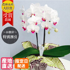 楽天市場 七回忌 胡蝶蘭の通販