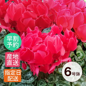 楽天市場 古希 祝い 種類 植物 シクラメン 花 ガーデン Diy の通販
