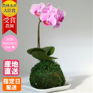 苔玉 花 生花の人気商品 通販 価格比較 価格 Com