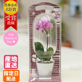 楽天市場 胡蝶蘭 小さい 花 観葉植物 花 ガーデン Diy の通販 楽天市場 胡蝶蘭 小さい 花 観葉植物 花 ガーデン Diy の通販