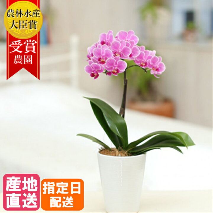 楽天市場】ミディ 胡蝶蘭 1本立 陶器 鉢 4号 ピンク 花 鉢植え ギフト 