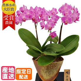 【早割】ミディ 胡蝶蘭 3本立 5.5号 信楽焼鉢 ピンク 花 母の日 鉢植え 室内 ギフト プレゼント ミニ胡蝶蘭 ミディ胡蝶蘭 花鉢 鉢花 生花 お花 誕生日プレゼント 贈り物 母 お歳暮 女性 男性 還暦 古希 喜寿 開店祝い 開業祝い 受賞 お祝い 祝い