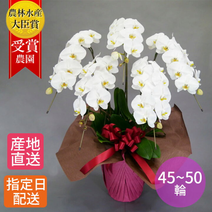 楽天市場 胡蝶蘭 大輪 白 5本立 45 50輪以上 2l 大輪胡蝶蘭 生花 花 お花 誕生日 プレゼント ギフト 女性 お祝い 祝い 御祝 開店祝い 開業祝い 移転祝い 就任祝い 昇進祝い 新築祝い 引越祝い 落成祝い 上場祝い 退職祝い 当選祝い 事務所開き 異動 周年 祝い