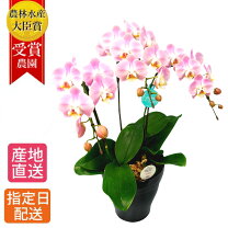 楽天市場】胡蝶蘭6号3本立の通販