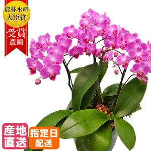 ピンク 小さい 花の人気商品 通販 価格比較 価格 Com