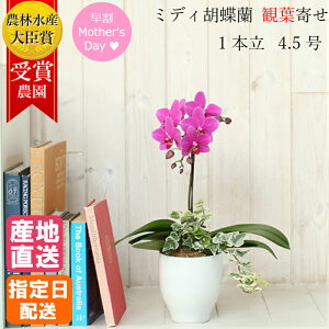 お祝い 花 鉢植えの人気商品 通販 価格比較 価格 Com