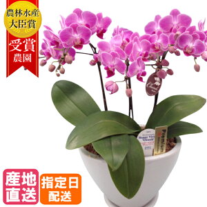 ~fB Ӓ 3{ M`   5.5 sN A  Mtg v[g Ԕ   ~jӒ ~fBӒ  a 蕨  `  j җ JXj ړ]j 