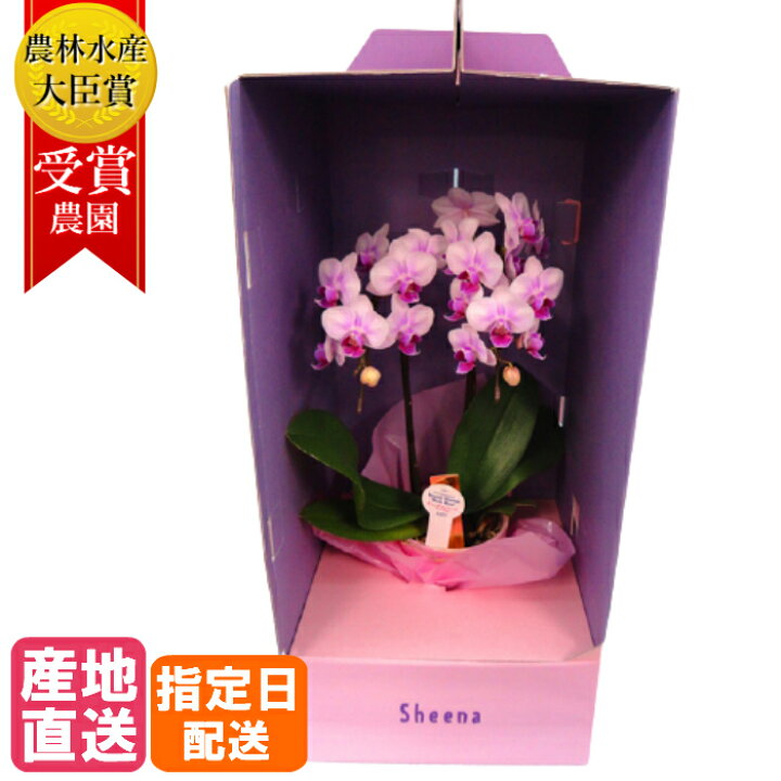 楽天市場 ミディ 胡蝶蘭 2本立 4号 L ドレスケース入り ピンク 花 鉢植え 室内 プレゼント ギフト ミニ胡蝶蘭 ミディ胡蝶蘭 小さい お祝い 祝い 初心者 鉢花 花鉢 フラワー 贈答 誕生日プレゼント ギフト 記念日 女性 母 祖母 還暦 Tokyo Small