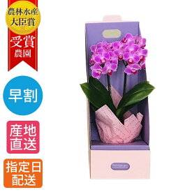 【早割】マイクロ 胡蝶蘭 2本立 3号 BOX入り ピンク / 花 母の日 鉢植え プレゼント ギフト ミニ胡蝶蘭 ミディ胡蝶蘭 ミニ お祝い 初心者 鉢花 母の日 鉢植え フラワー 贈答プレゼント ギフト 開店祝い 開業祝い 移転祝い お歳暮