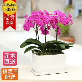 楽天市場 鉢植え 花 室内 イベント 祝日敬老の日 の通販