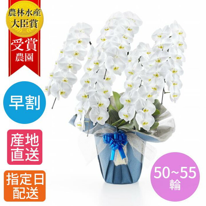 楽天市場】胡蝶蘭 大輪 白 5本立 50〜55輪以上 3L 鉢植え 花 ギフト 