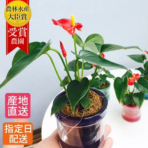 観葉植物 アンスリューム 生花の人気商品 通販 価格比較 価格 Com