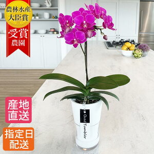 鉢植え 生花の人気商品 通販 価格比較 価格 Com