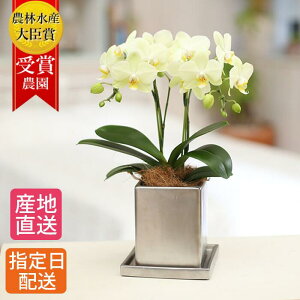 母の日 鉢植えの人気商品 通販 価格比較 価格 Com