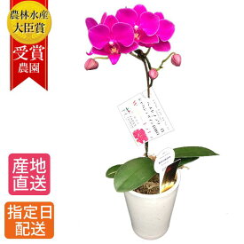 楽天市場 鉢植え 花 室内の通販