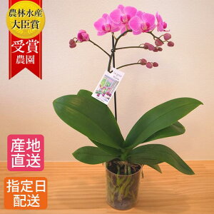 新築祝い 胡蝶蘭の人気商品 通販 価格比較 価格 Com