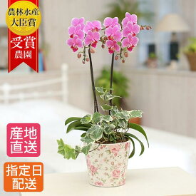 【早割】ミディ 胡蝶蘭 2本立 陶器 花柄 鉢 4.5号 観葉寄せ ピンク 花 母の日 鉢植え プレゼント ギフト 生花 お花 ミニ胡蝶蘭 ミディ胡蝶蘭 贈り物 誕生日プレゼント お祝い 祝い 開店祝い 開業祝い 移転祝い 引越し祝い 出産祝い お歳暮