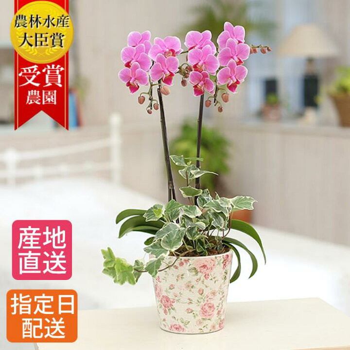 楽天市場 早割 ミディ 胡蝶蘭 2本立 陶器 花柄 鉢 4 5号 観葉寄せ ピンク 花 鉢植え 室内 鉢花 花鉢 プレゼント ギフト 生花 お花 ミニ胡蝶蘭 ミディ胡蝶蘭 贈り物 誕生日プレゼント お祝い 祝い 開店祝い 開業祝い 移転祝い 還暦 引越し祝い 出産祝い