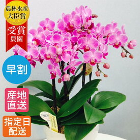 【早割】 鉢植え 花 ギフト 胡蝶蘭 ミディ 胡蝶蘭5本立 陶器 鉢 6号 ピンク / ミニ胡蝶蘭 ラン コチョウラン 胡蝶蘭 退職 ギフト 母の日 鉢植え 生花 seika 母の日ギフト フラワーギフト 可愛い 結婚式 プチギフト 開店祝い 開業祝い お歳暮