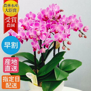 誕生日 花 鉢植えの人気商品 通販 価格比較 価格 Com