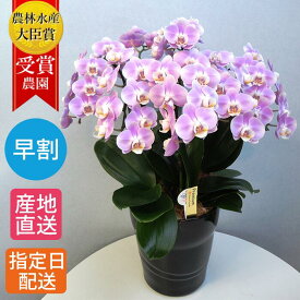 ミディ 胡蝶蘭 6本立 陶器 鉢 8号 ピンク 鉢植え 花 室内 花鉢 鉢花 ギフト プレゼント 生花 ミニ胡蝶蘭 贈り物 義 誕生日プレゼント 開店祝い 開業祝い 移転祝い 引越し祝い お祝い 還暦 お中元