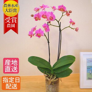 ミディ 胡蝶蘭の人気商品 通販 価格比較 価格 Com ミディ 胡蝶蘭の人気商品 通販 価格比較 価格 Com