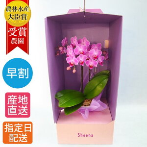 生花 胡蝶蘭 ミニ ピンクの人気商品 通販 価格比較 価格 Com