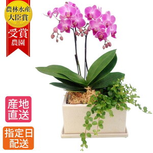 結婚祝い 花 鉢植えの人気商品 通販 価格比較 価格 Com