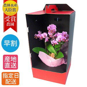 y10%ItΏہz ~fB Ӓ 3{ 5 hXP[X sN /  A t[ Mtg v[g Ԕ ~jӒ ~fBӒ ~j 킢 j   a  