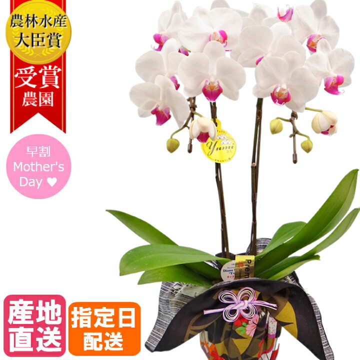 楽天市場 早割 母の日 ミディ 胡蝶蘭 2本立 4号 白 お花 花 和風 京都 日本 卓上 ミニ胡蝶蘭 ミディ胡蝶蘭 ミニ 小 小さい 花 フラワー ギフトに喜ばれる 誕生日プレゼント 感謝 お正月 誕生日 ギフト 花 還暦祝い 古希 喜寿 米寿 楽天市場 早割 母の日 ミディ 胡蝶蘭 2本立 4号 白 お花 花 和風 京都 日本 卓上 ミニ胡蝶蘭 ミディ胡蝶蘭 ミニ 小 小さい 花 フラワー ギフトに喜ばれる 誕生日プレゼント 感謝 お正月 誕生日 ギフト 花 還暦祝い 古希 喜寿 米寿