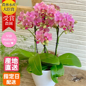 誕生日 花 鉢植えの人気商品 通販 価格比較 価格 Com 誕生日 花 鉢植えの人気商品 通販 価格比較 価格 Com