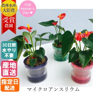 観葉植物 小さい 葉 生花の人気商品 通販 価格比較 価格 Com