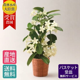 楽天市場 母の日 花鉢 ジャスミンの通販