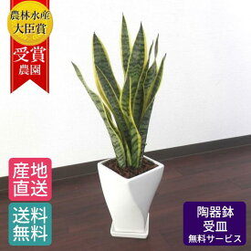 楽天市場 鉢植え サンスベリアの通販 楽天市場 鉢植え サンスベリアの通販